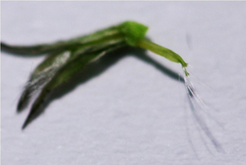 PICCOLA ASTERACEA - Hypochaeris achyrophorus ?